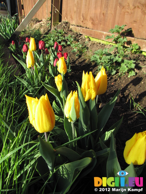 SX21963 Yellow and red tulips in back garden